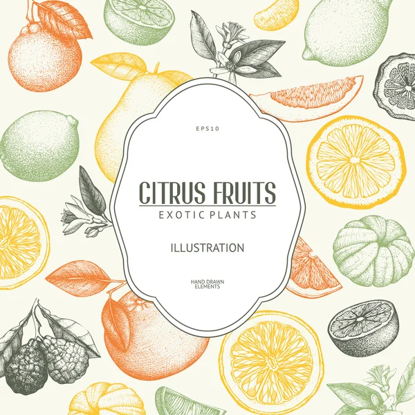 Ink hand drawn citrus — Wektor stockowy