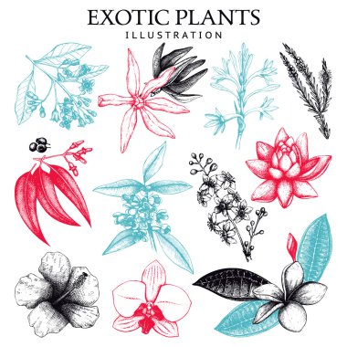  ink hand drawn exotic plants