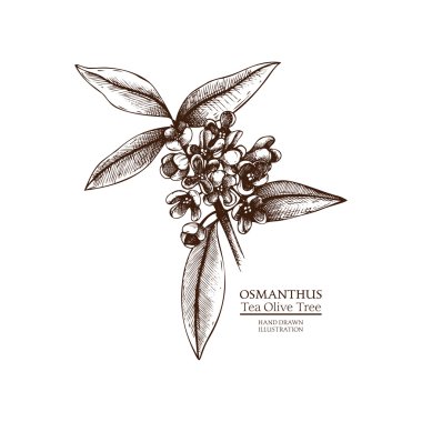 Hand drawn osmanthus clipart