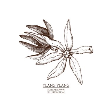 ylang-ylang için tasarım