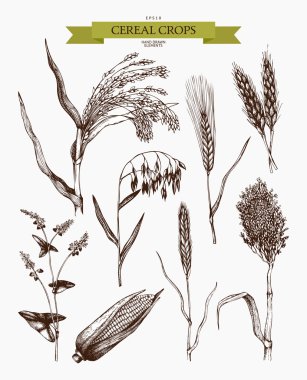 design with cereal crops sketches clipart