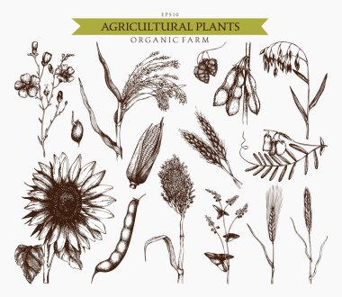 seamless pattern with agricultural plants clipart