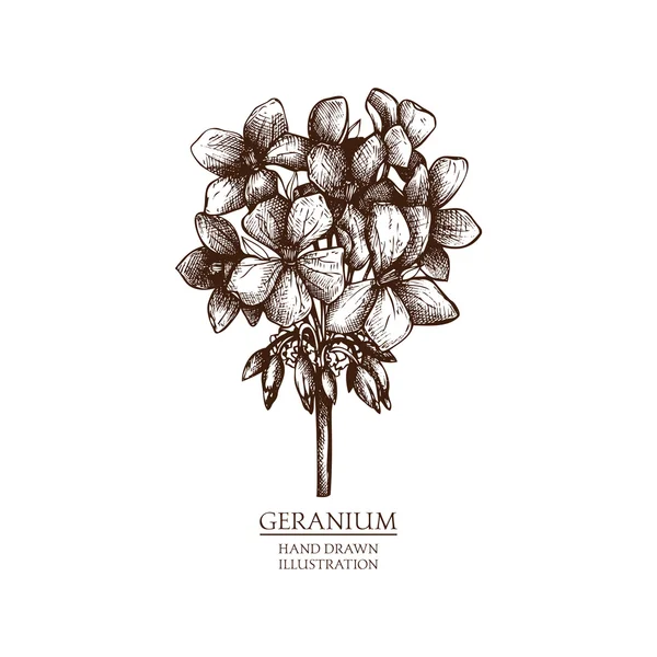 Hand dras illustration Geranium — Stock vektor