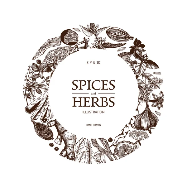 Hand drawn spices and herbs — Stock Vector