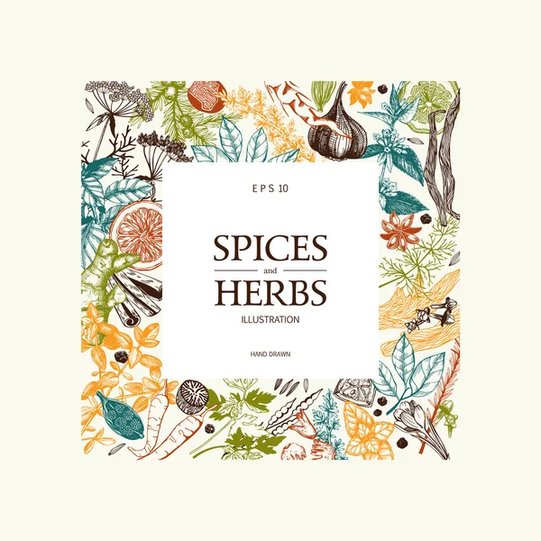 Hand drawn spices and herbs — Stock Vector