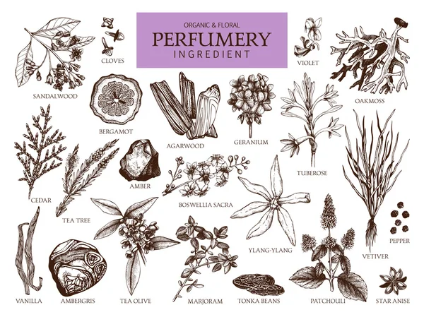 Design pour cosmétiques et parfumerie — Image vectorielle