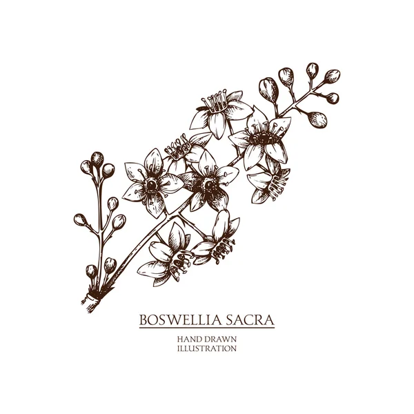 Schizzo di boswellia sacra — Vettoriale Stock