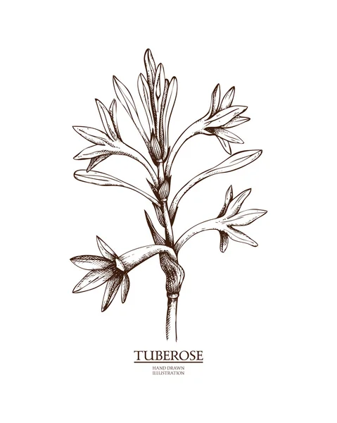 52 Tuberose Flower Vector Images Free Royalty Free Tuberose Flower Vectors Depositphotos