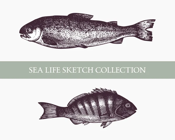 Hand drawn Fish sketch — Stock Vector