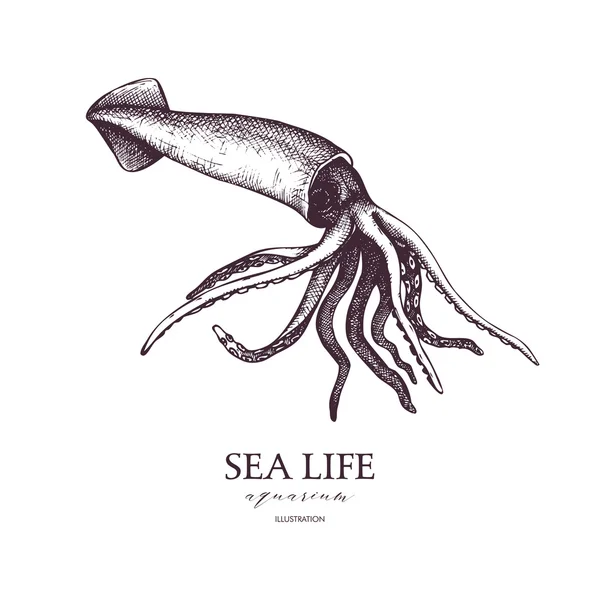 Ręcznie rysowane Squid szkicu — Wektor stockowy