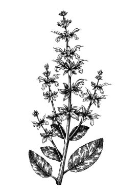 Hand drawn Salvia botanical illustration with leaves and flowers. Common Sage - herbs and spice. Engraved style herbal plant drawing. Culinary sage on white background. 