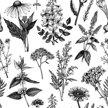 Botanical background with hand drawn spices and herbs. Decorative colorful backdrop with vintage medicinal plants sketches. Herbal seamless pattern. 