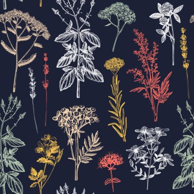 Botanical background with hand drawn spices and herbs. Decorative colorful backdrop with vintage medicinal plants sketches. Herbal seamless pattern.  clipart