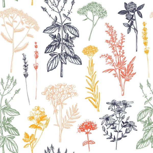 手描きのスパイスやハーブと植物の背景 ヴィンテージ薬用植物のスケッチと装飾的なカラフルな背景 ハーバルシームレスなパターン — ストックベクタ