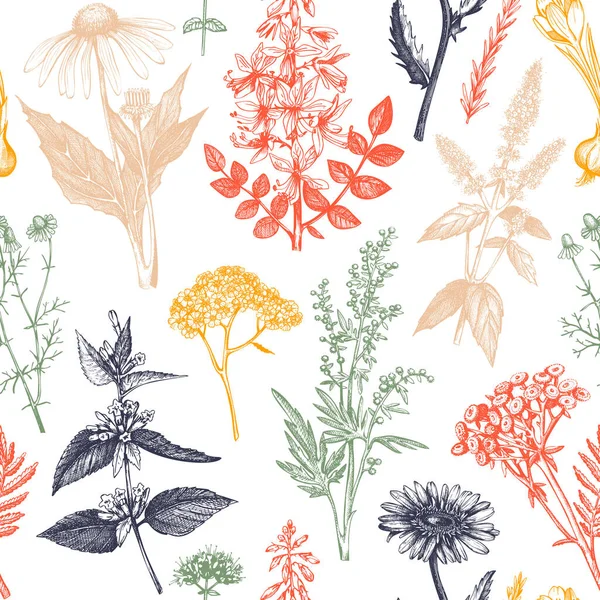 手描きのスパイスやハーブと植物の背景 ヴィンテージ薬用植物のスケッチと装飾的なカラフルな背景 ハーバルシームレスなパターン — ストックベクタ