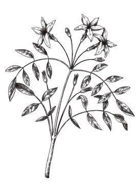 Hand sketched Jasmine botanical illustration with leaves and flowers. Common Jasmine - hand-drawn flowering plant in engraved style. Floral drawing on white background. 