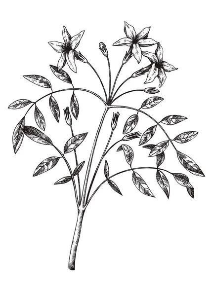 Hand Sketched Jasmine Botanical Illustration Leaves Flowers Common Jasmine Hand — Stok Vektör