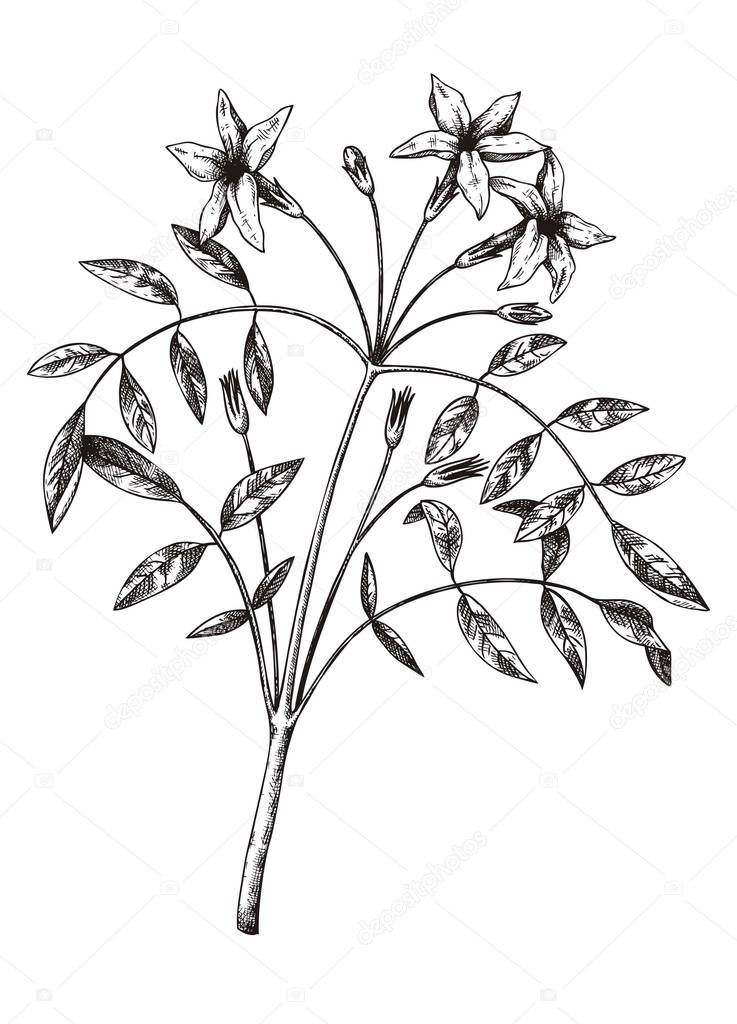 Hand sketched Jasmine botanical illustration with leaves and flowers. Common Jasmine - hand-drawn flowering plant in engraved style. Floral drawing on white background. 