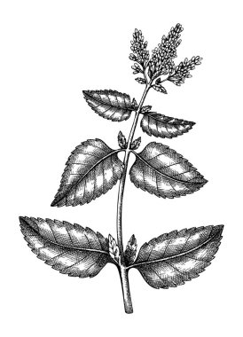 Hand sketched Mint botanical illustration with leaves and flowers. Pepper mint - hand-drawn medical herbs and spices. Engraved style herbal plant. Culinary sage on white background. 
