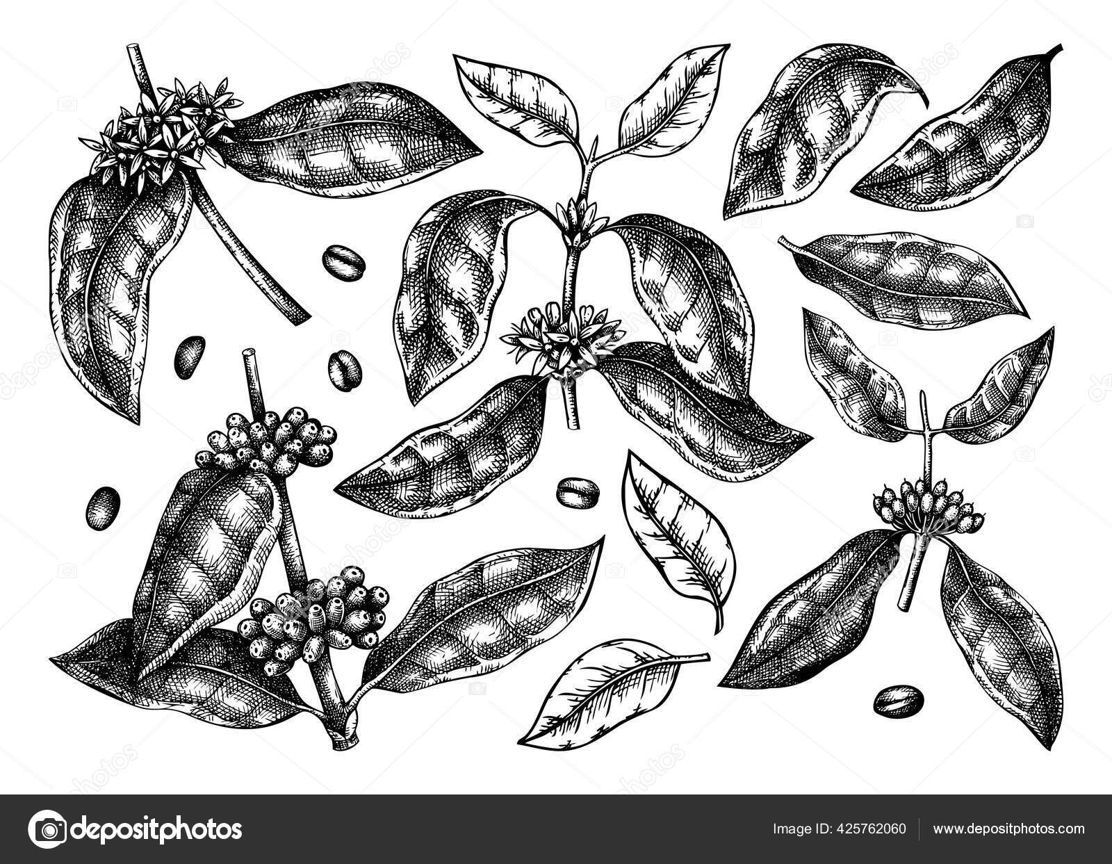 Discover 77+ coffee plant sketch latest in.eteachers