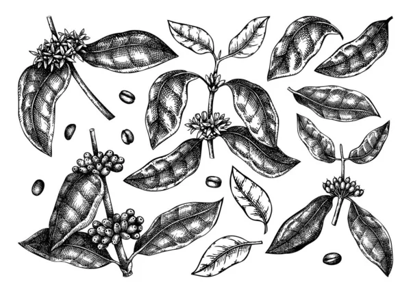 手でコーヒーの植物 葉や花のバンドルをスケッチ 白い背景の植物イラスト 手描きのコーヒーの木の枝コレクションが刻まれたスタイルで — ストックベクタ