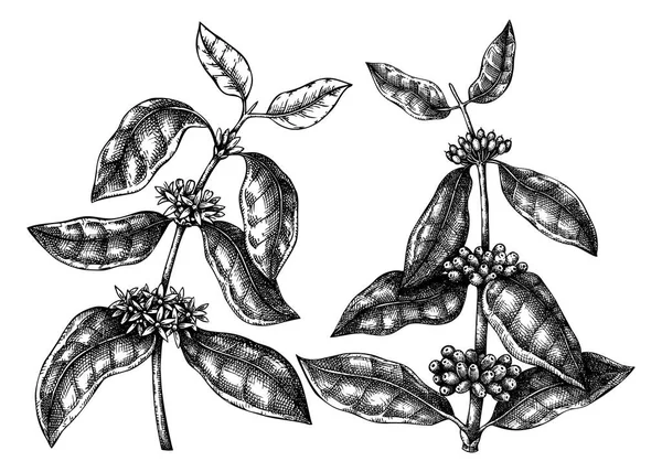 Ručně Načrtnuté Kávovníky Fazolemi Listy Květy Botanická Kresba Kvetoucí Rostliny — Stockový vektor