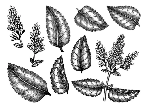 葉や花をセットしたミントの植物イラストを手描き ペパーミント 手描きの医療ハーブバンドル 白い背景に刻まれたスタイルのハーブ植物 健康茶の成分 — ストックベクタ