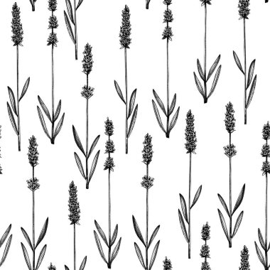 Mürekkeple çizilmiş lavanta arka planı. Lavanta eskizleriyle kusursuz desenli vektör otlar. Bitkisel çay malzemeleri. Kozmetik, parfüm, kumaş, ambalaj kağıdı ve parmak izi için mükemmel..