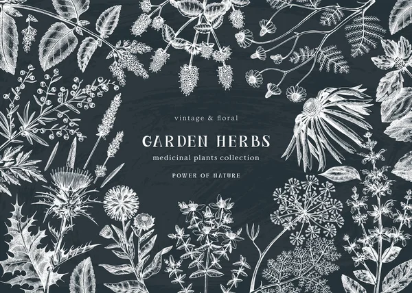 Medicinal Herbs Background Chalkboard Hand Sketched Summer Florals Herbs Weeds — Stock Vector