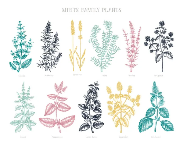 Mynta Familj Växter Illustrationer Färg Handritade Aromatiska Och Medicinska Örter — Stock vektor