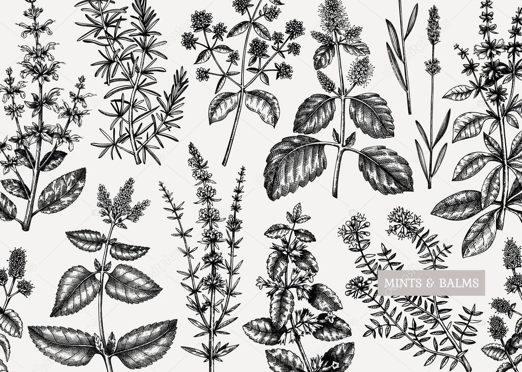 Mints design. Hand sketched mints plants background. Vintage herbs, leaves, flowers  hand drawings design. Perfect for recipe, menu, label, packaging. Herbal tea template.  Botanical illustration.