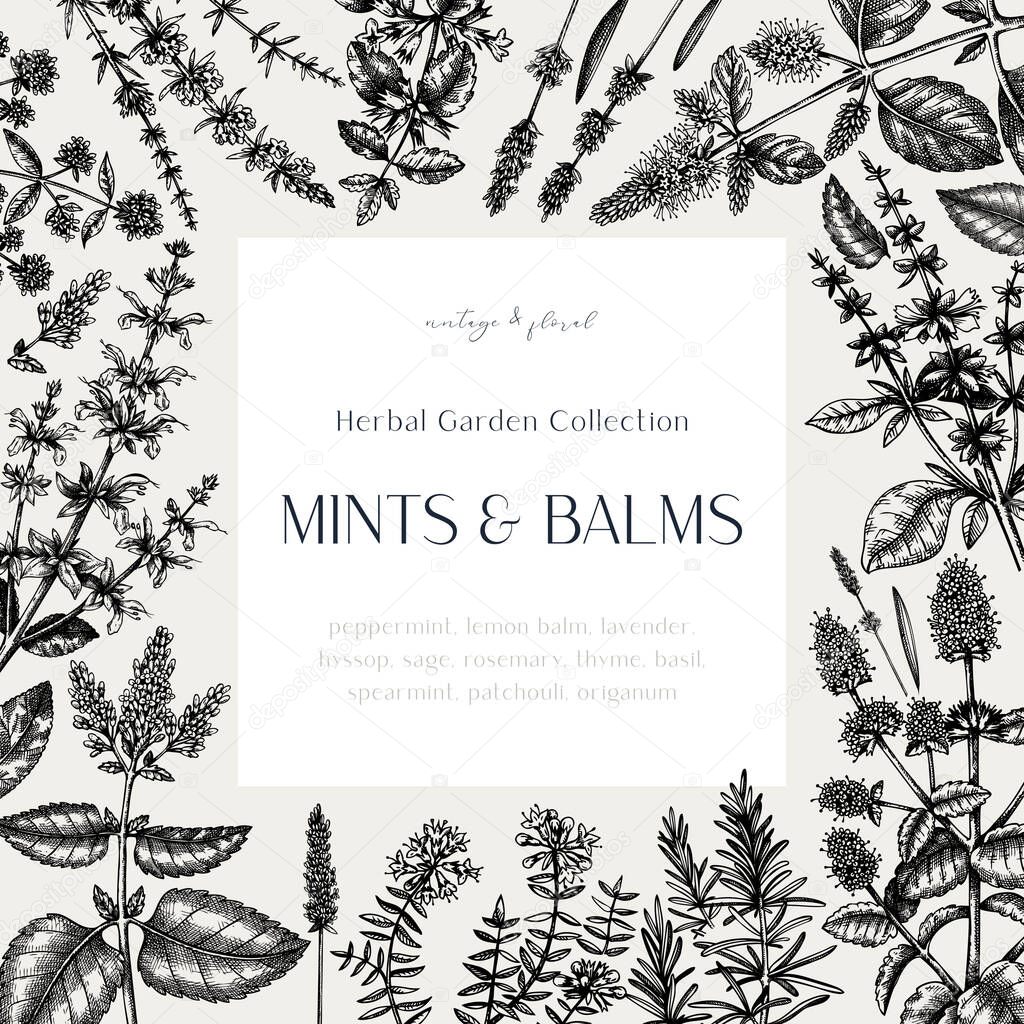 Mints and balms vintage design. Hand sketched aromatic and medicinal herbs frame. Mint plants frame in vintage style. Perfect for herbal tea ingredients, recipe, label, packaging. 