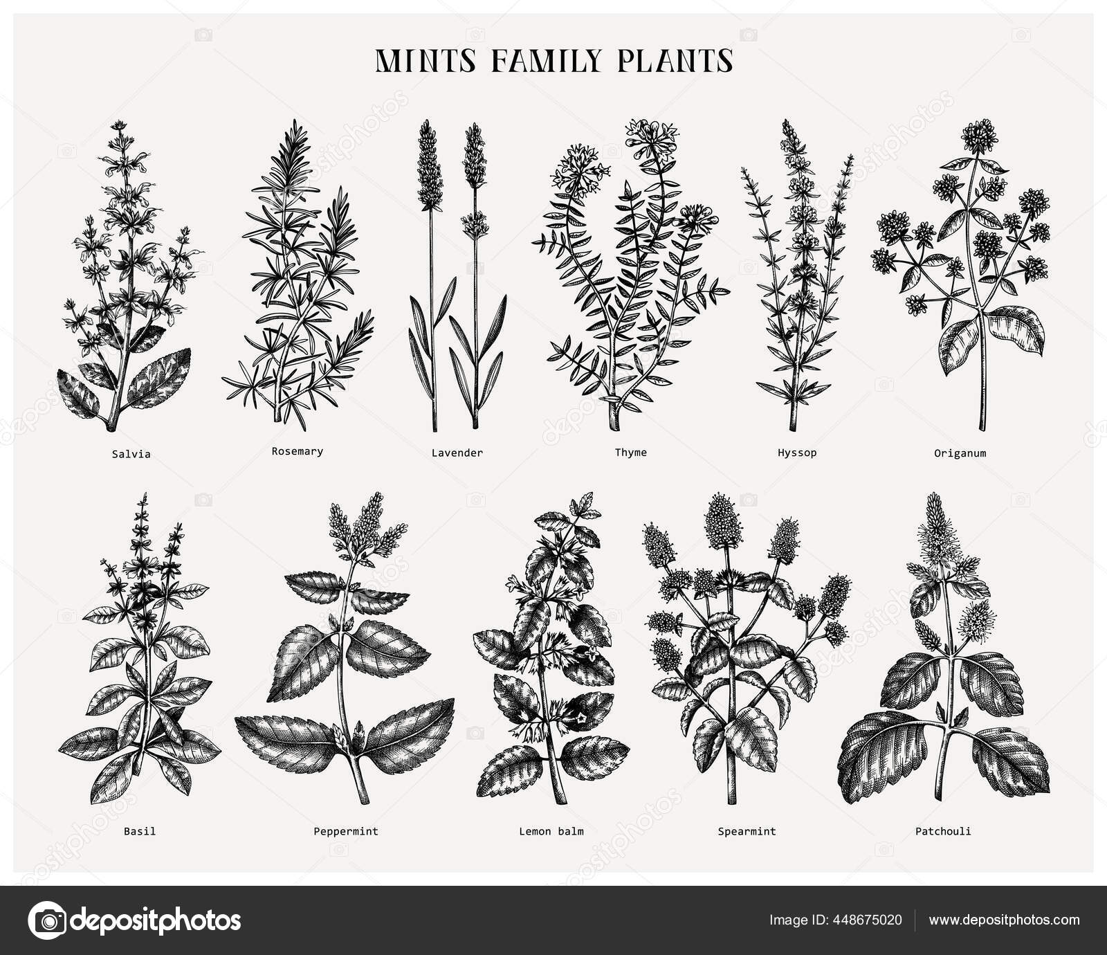 Mint Family Plants Illustrations Hand Sketched Aromatic Medicinal Herbs Mint Family Plants Illustrations Hand Sketched Aromatic Medicinal Herbs