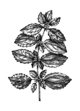 Elle çizilmiş Nettle çizimi. Antika tarzda tıbbi bitki vektörü çizimi. Antika bitkiler, bitki çayı malzemeleri, kozmetoloji ve geleneksel tıp. Vektör yaz çiçeği. 