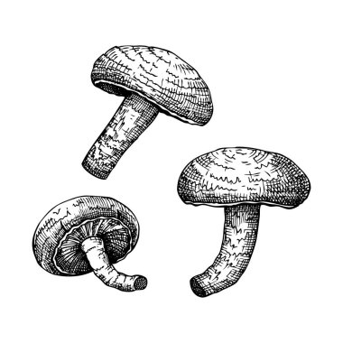 Shiitake. Adaptojenik mantar el çizimleri seti. Tıbbi bitkiler eskizleri. Yemek pişirmek, geleneksel tıp ve vejetaryenler için mükemmel..