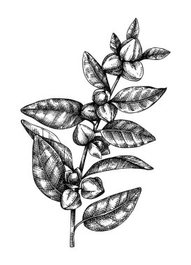 Ashwagandha. Adaptogenic plant illustration. Medical herbs Isolated on white background. Botanical vector illustration. Natural adaptogen sketch. Vintage engraving style.  clipart