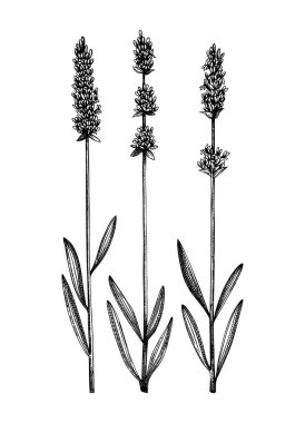 Elle çizilmiş Lavanta çizimleri. Şifalı bitkiler koleksiyonu. Vintage yaz çiçeklerinin vektör seti. Aromatik ve tıbbi bitkilerin çizimleri. İşlenmiş biçimdeki botanik elementler. 