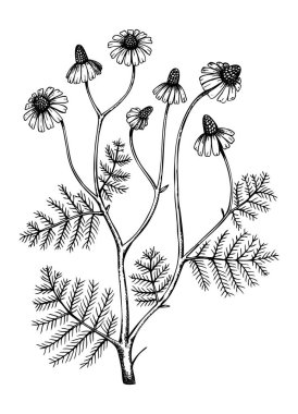 Yaprak ve çiçeklerle çizilmiş papatya resmi. El yapımı şifalı bitki çizimi. İşlenmiş stil botanik illüstrasyon. Geleneksel ilaç ve bitkisel çay malzemeleri..  