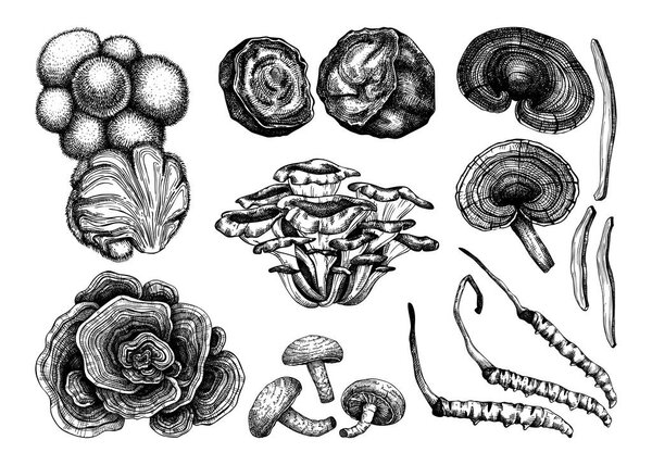 Medicinal mushrooms illustration collection. Adaptogenic plants sketches. Perfect for recipe, menu, label, icon, packaging, Hand sketched mushrooms outlines. Botanical set