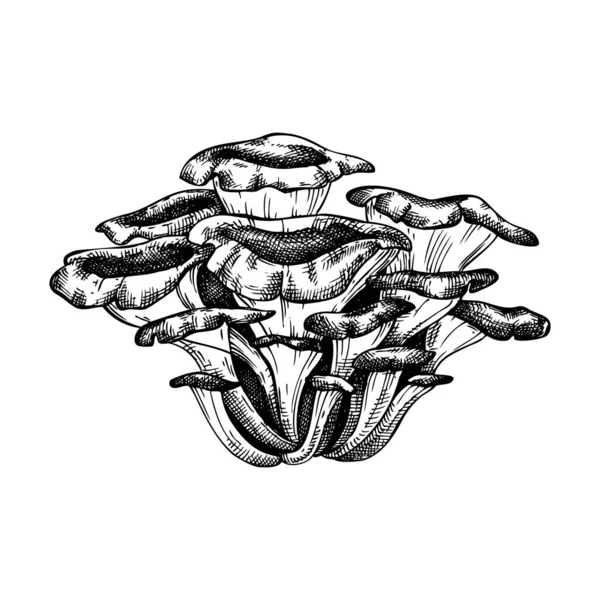 マヤタケの手描きイラスト 薬用植物ベクトル図面 白を基調としたオイスタースケッチ アダプトゲンキノコの手描き — ストックベクタ