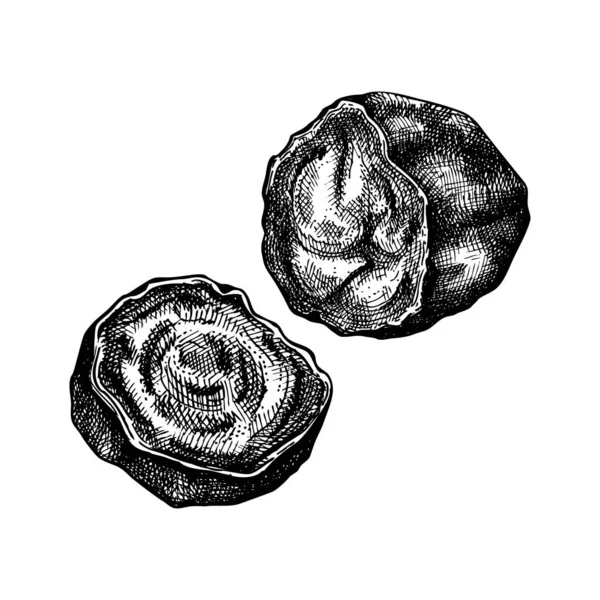チャガ キノコ 手描きのイラスト 白に隔離された適応植物図面 薬キノコのスケッチでヴィンテージスタイル — ストックベクタ