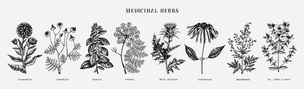 Medicinale Kruiden Collectie Vectorset Van Met Hand Getekende Zomerkruiden Wilde — Stockvector