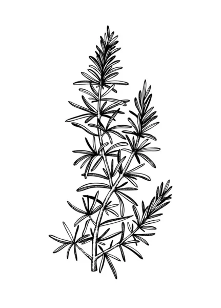 Illustration Romarin Dessinée Main Conception Herbes Médicinales Ingrédients Base Plantes — Image vectorielle