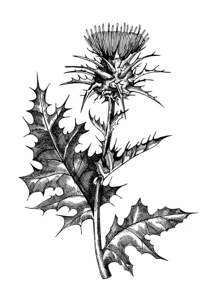 Handskizzierte Illustration Der Milchdistel Traditionelle Heilpflanze Vintage Stil Botanische Distelzeichnung — Stockvektor