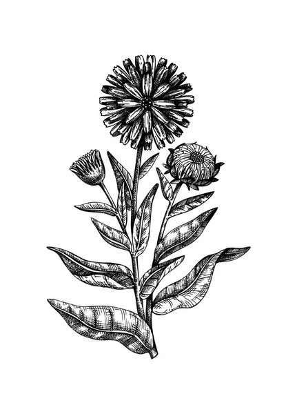 Hand Sketched Calendula Illustration Medicinal Plant Vector Drawing Vintage Style — Stock Vector