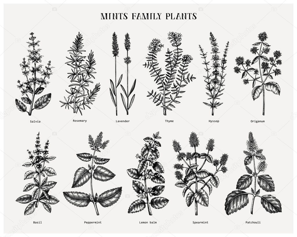 Mint family plants illustrations. Hand sketched aromatic and medicinal herbs set. Botanical design elements. herbal tea ingredients. Mints. Perfect for recipe, label, packaging. 