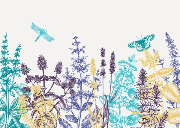 Handskizzierte Sommerkräuter Hintergrund Den Farben Minzen Und Balsam Pflanzen Design — Stockvektor