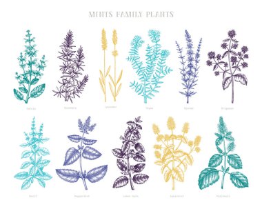 Naneli aile bitkileri renkli çizimler. El yapımı aromatik ve şifalı bitkiler. Botanik tasarım elementleri. Bitkisel çay malzemeleri. Eski usul nane şekeri. Aromatik materyal seti