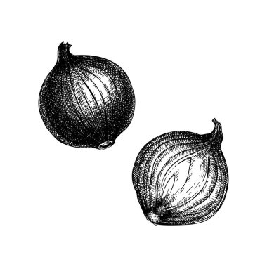 Soğan elle çizilmiş vektör seti. Tam ve yarım dilimlenmiş. Antika tarzda izole edilmiş sebzeler. Ayrıntılı vejetaryen yemek çizimi. Çiftlik pazarı ürünü. Menü, etiket, simge için