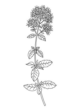 Nane çiçeği ve yaprak çizgisi çizimi. Kalıp, logo, poster, davetiye ve tebrik kartı tasarımı için mükemmel. El yapımı nane bitkisi. Hassas yaz çizimi.